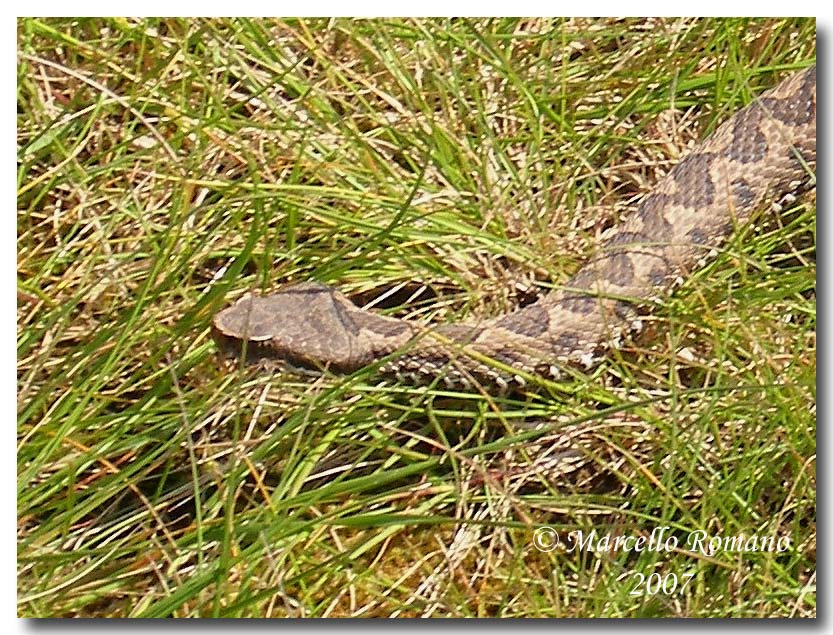 Incontro con la Vipera aspis nella Sicilia meridionale